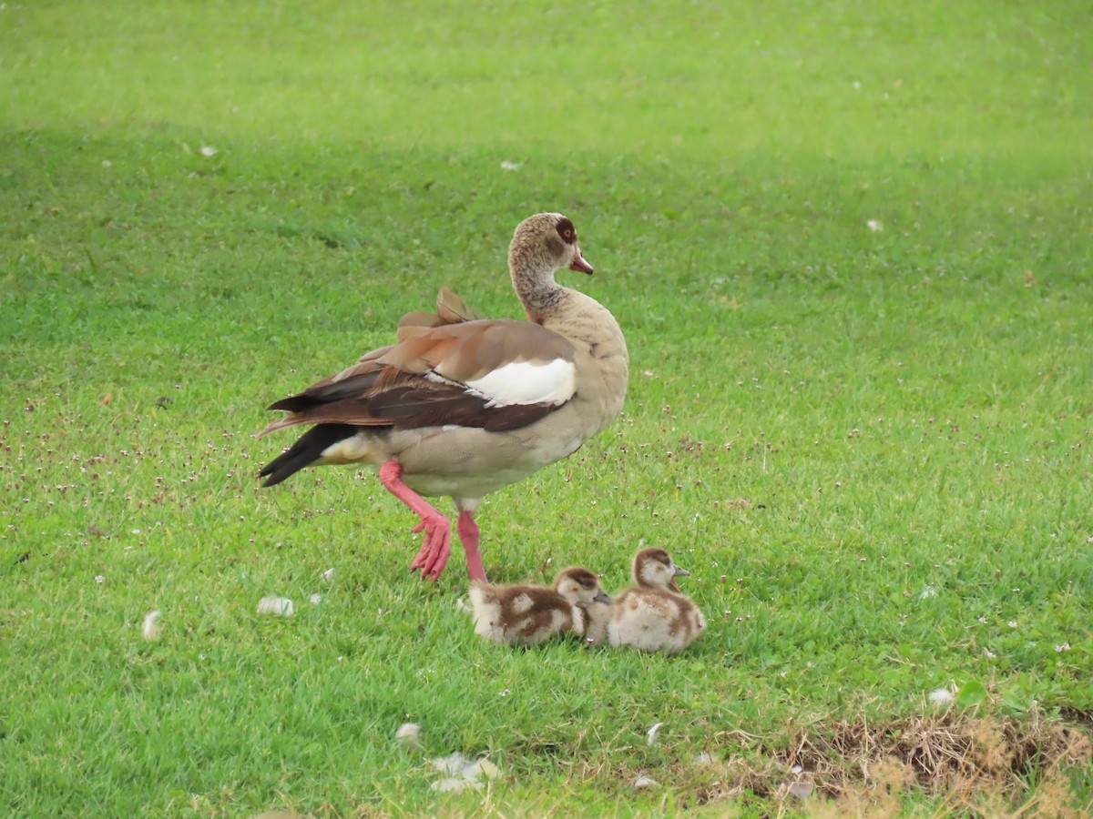 Egyptian Goose - ML638269318
