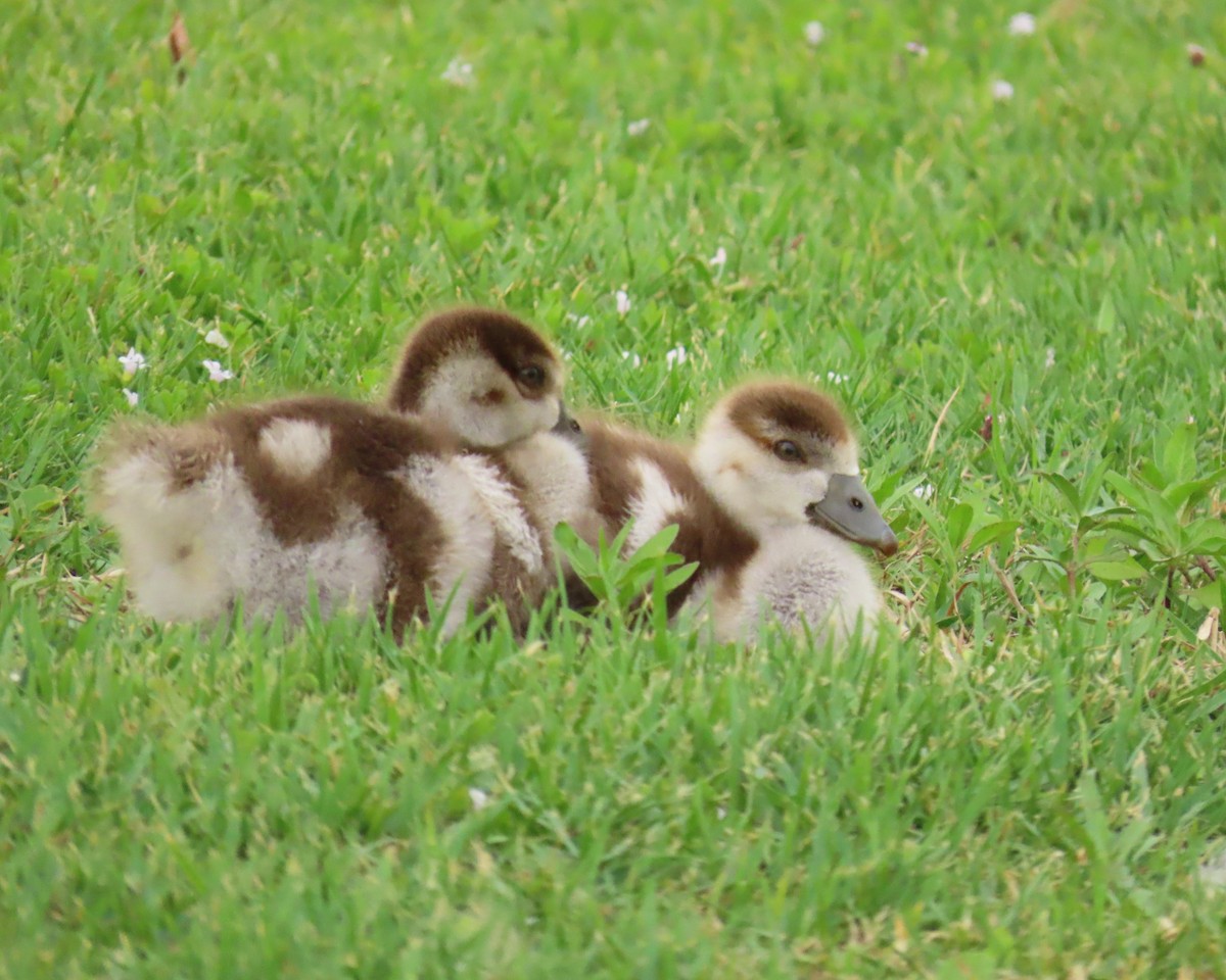 Egyptian Goose - ML638269319