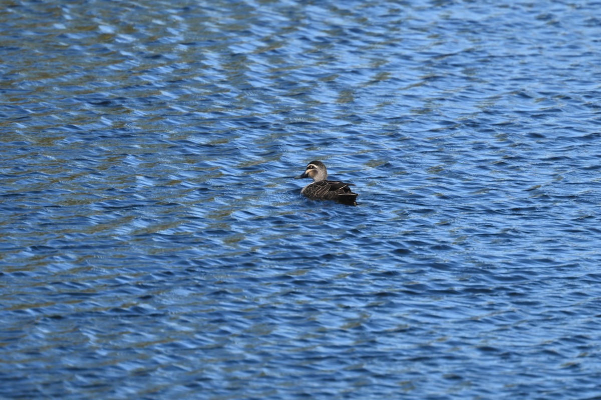 Pacific Black Duck - ML638269320
