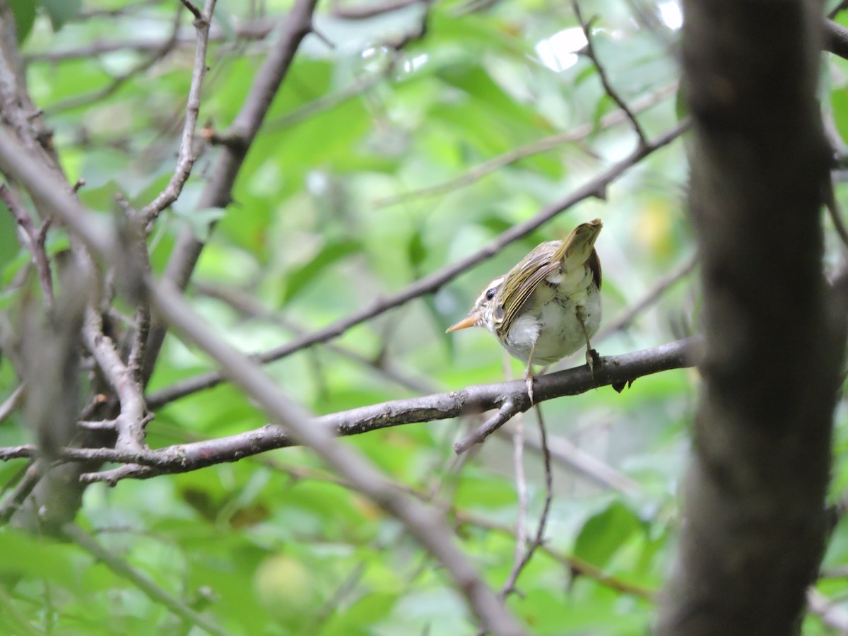 Eastern Crowned Warbler - ML638269321