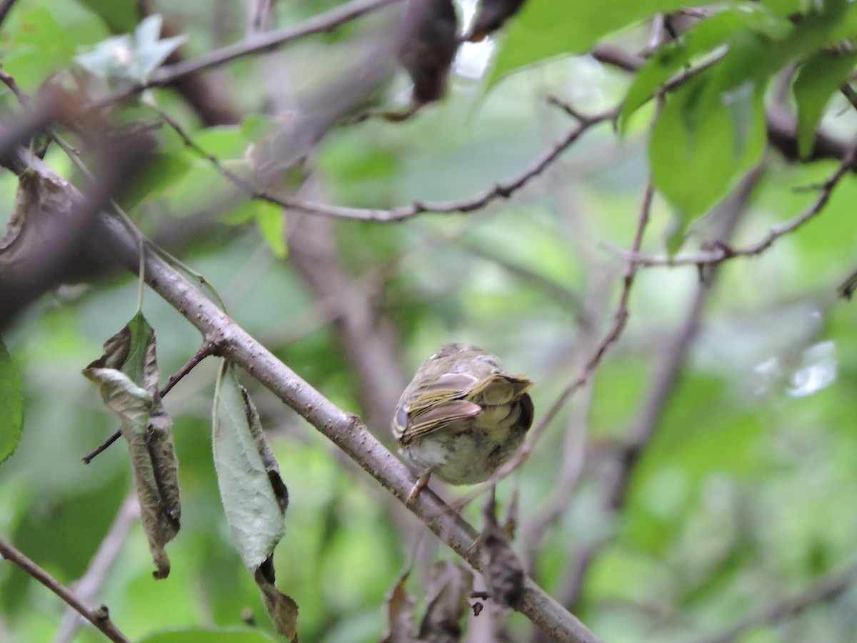 Eastern Crowned Warbler - ML638269322