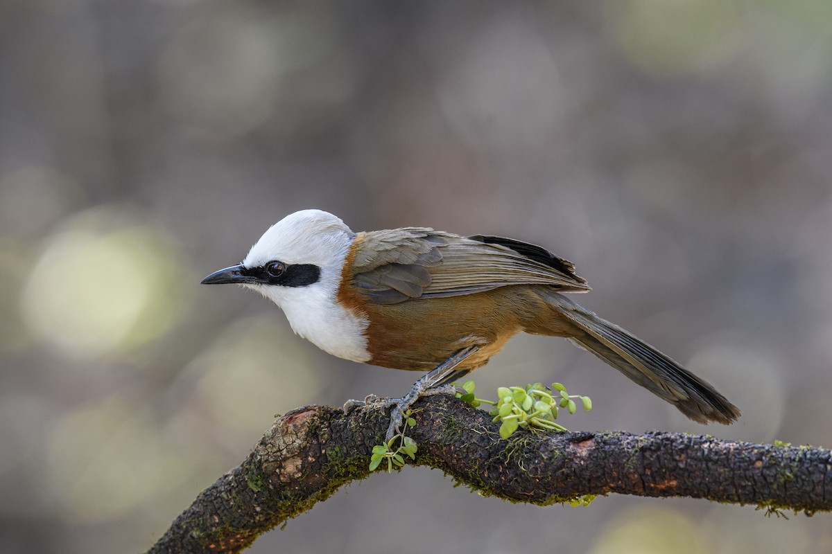 White-crested Laughingthrush - ML638269326
