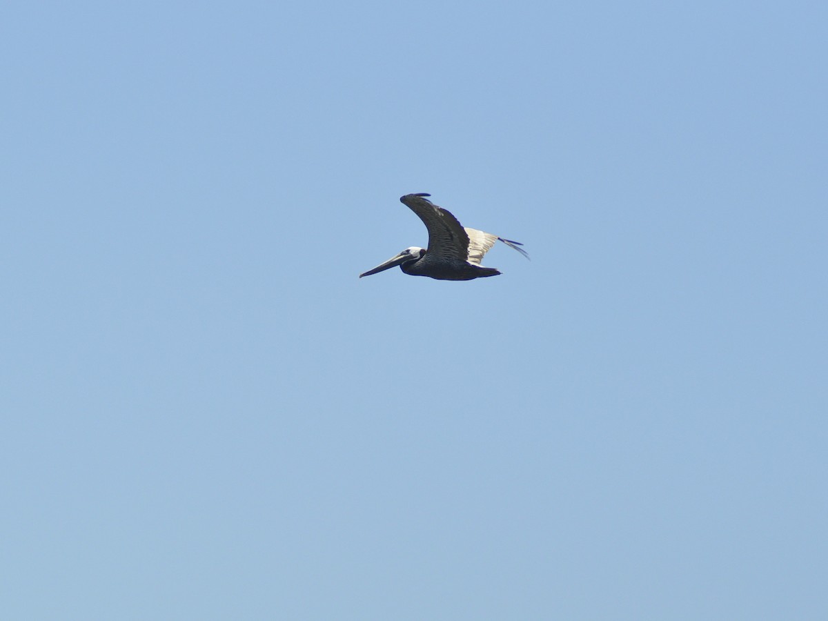 Brown Pelican - ML638269334