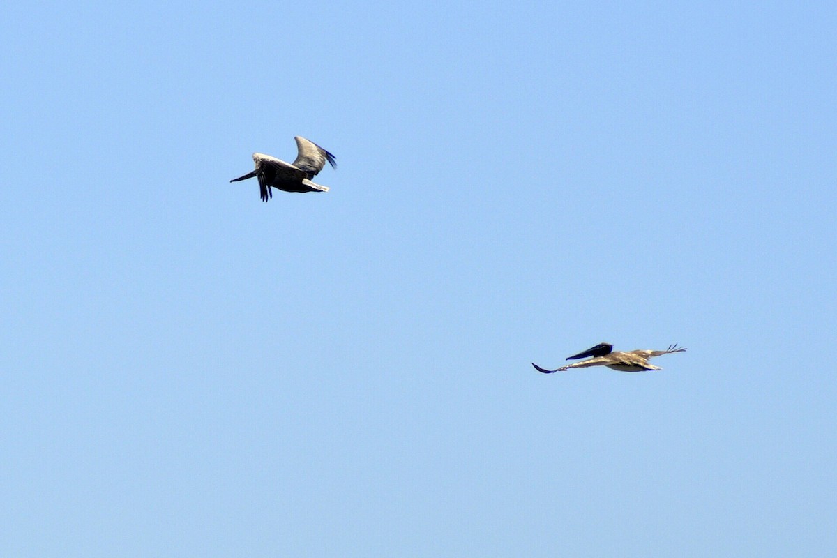 Brown Pelican - ML638269335