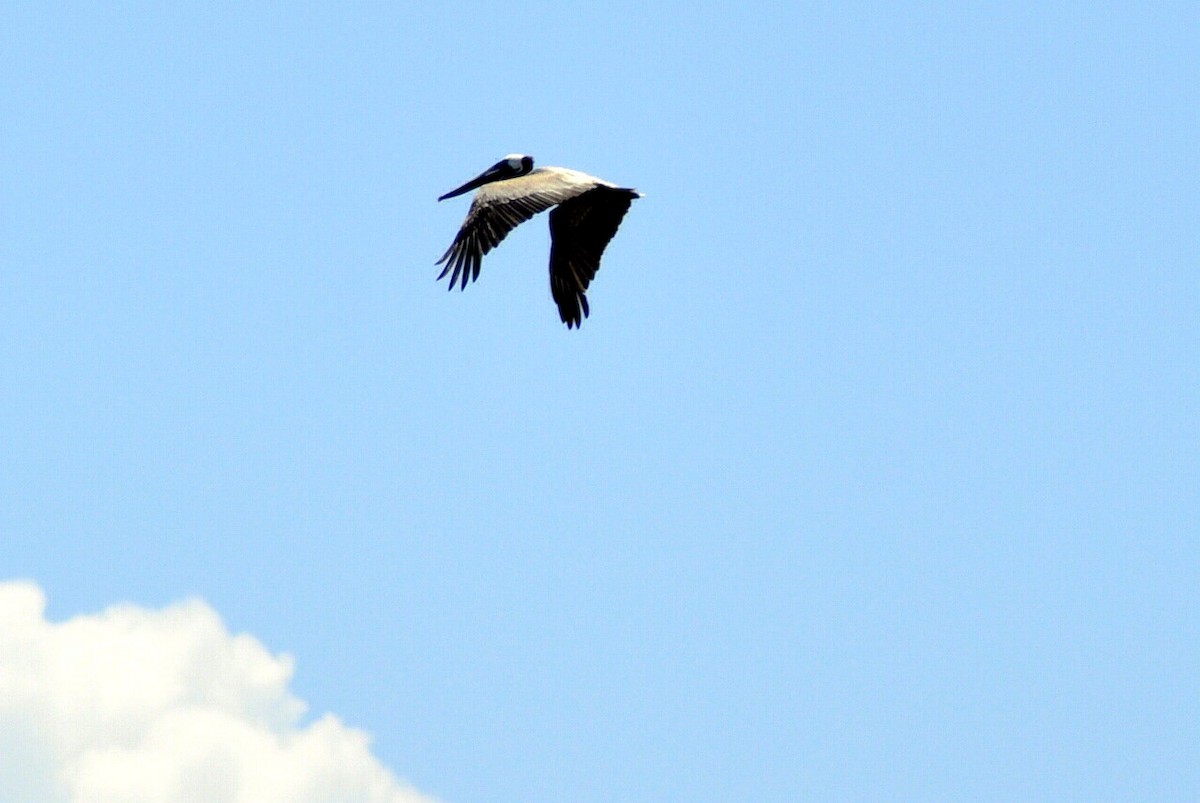 Brown Pelican - ML638269336