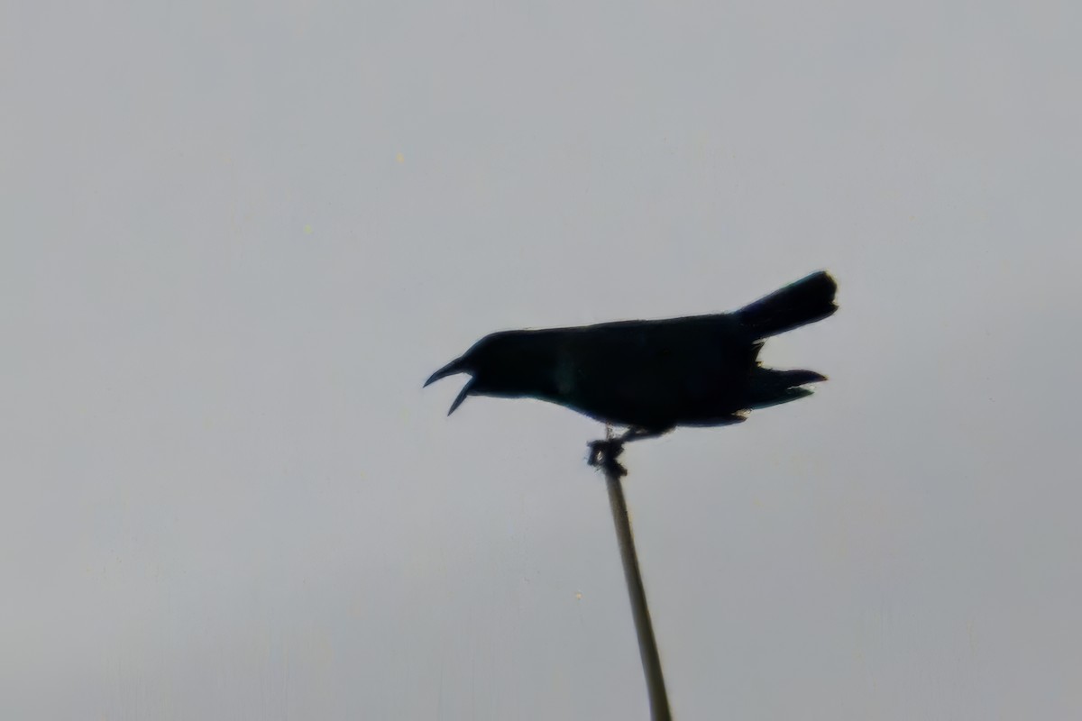 Cuban Palm-Crow - ML638269342