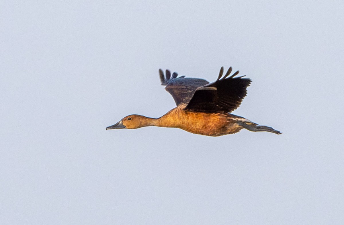Fulvous Whistling-Duck - ML638269343