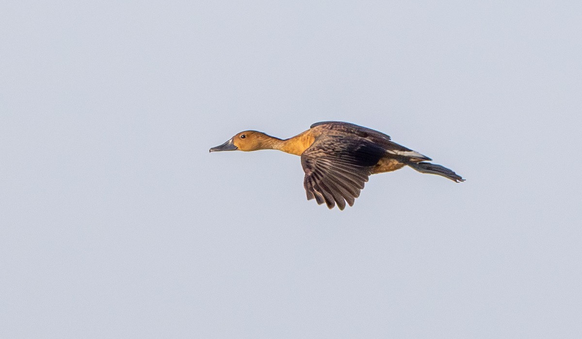 Fulvous Whistling-Duck - ML638269344