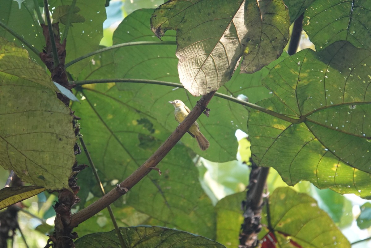 Buff-vented Bulbul - ML638269345