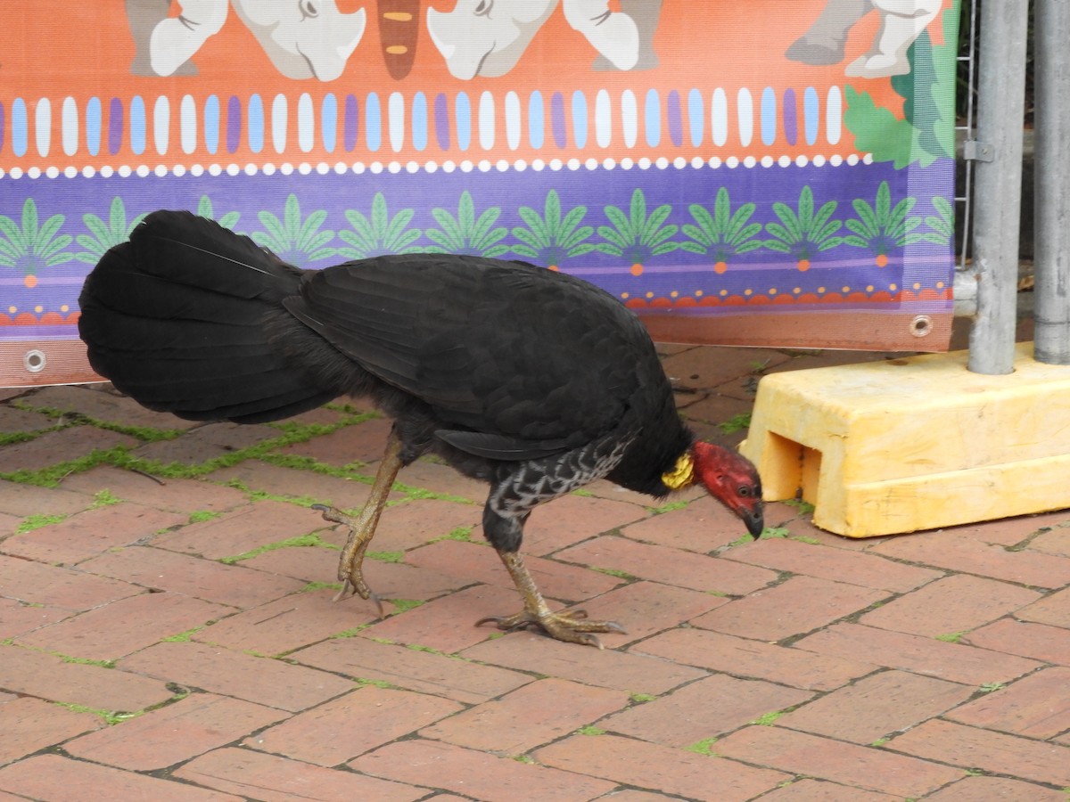 Australian Brushturkey - ML638269357