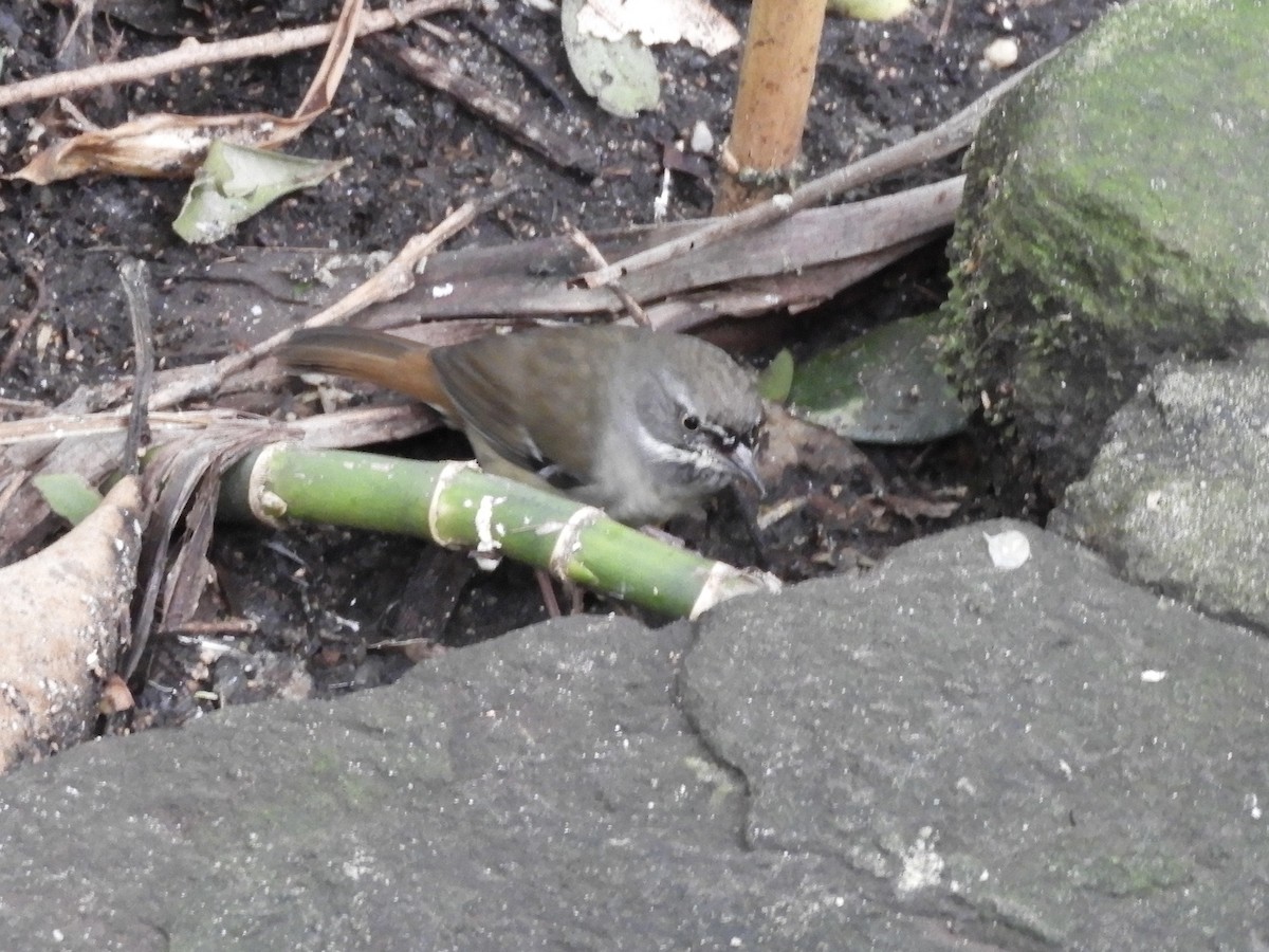 White-browed Scrubwren - ML638269360