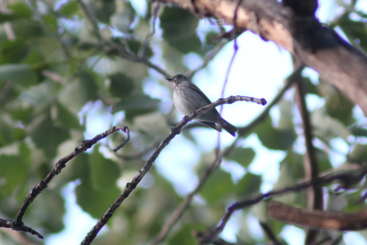 Dark-sided Flycatcher - ML638269366