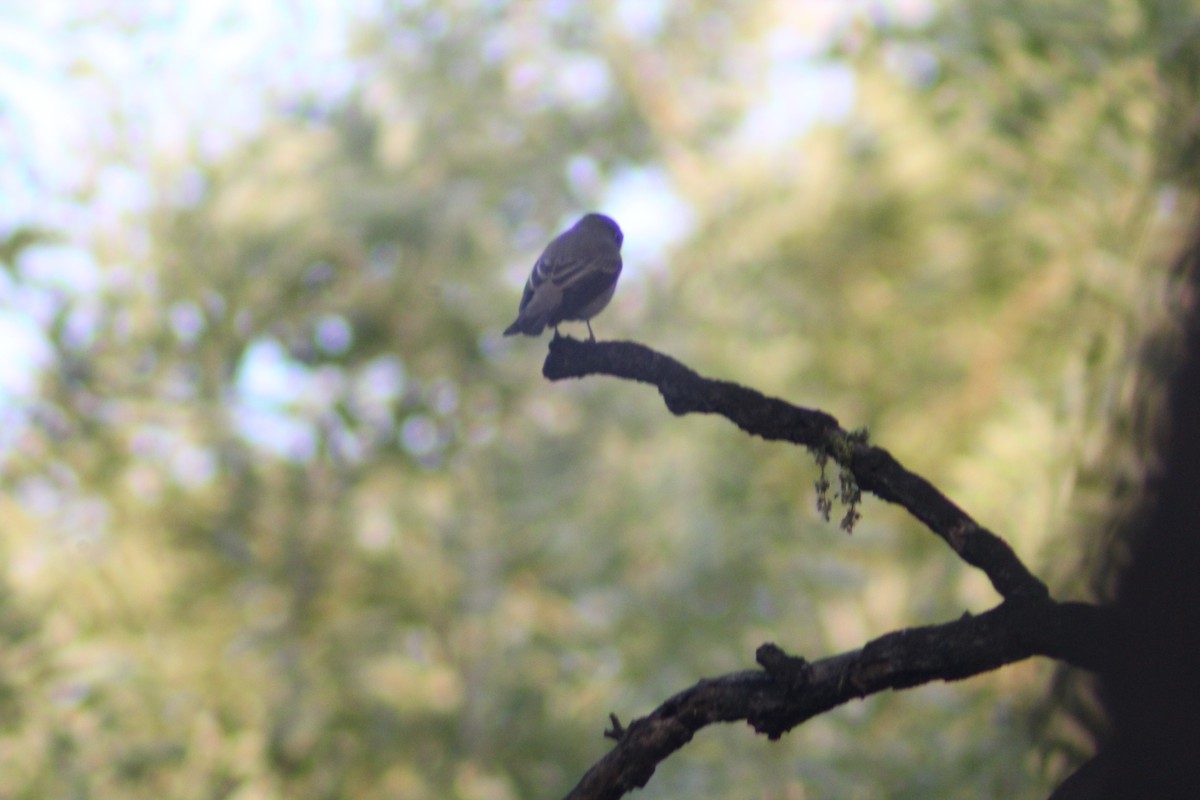 Dark-sided Flycatcher - ML638269367
