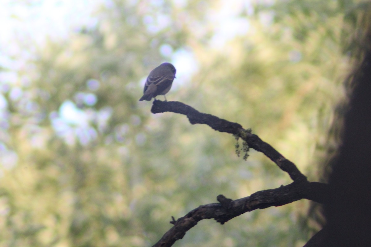 Dark-sided Flycatcher - ML638269368