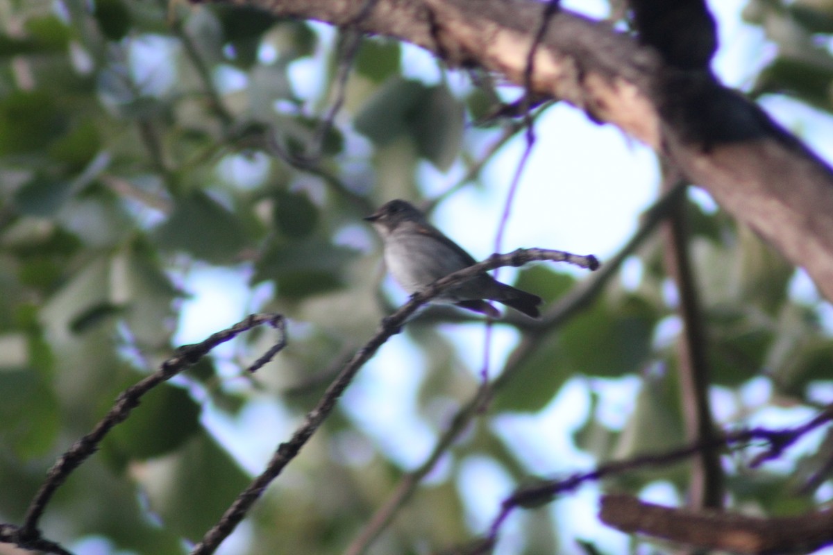 Dark-sided Flycatcher - ML638269369