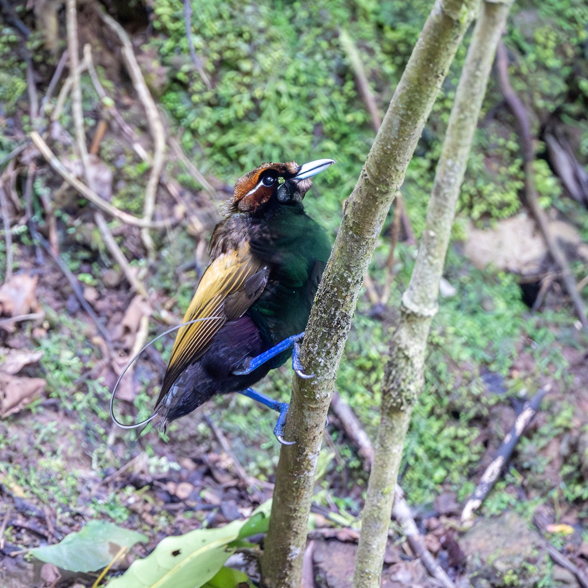 Magnificent Bird-of-Paradise - ML638269381