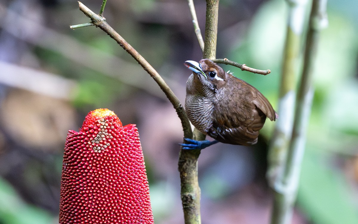 Magnificent Bird-of-Paradise - ML638269382