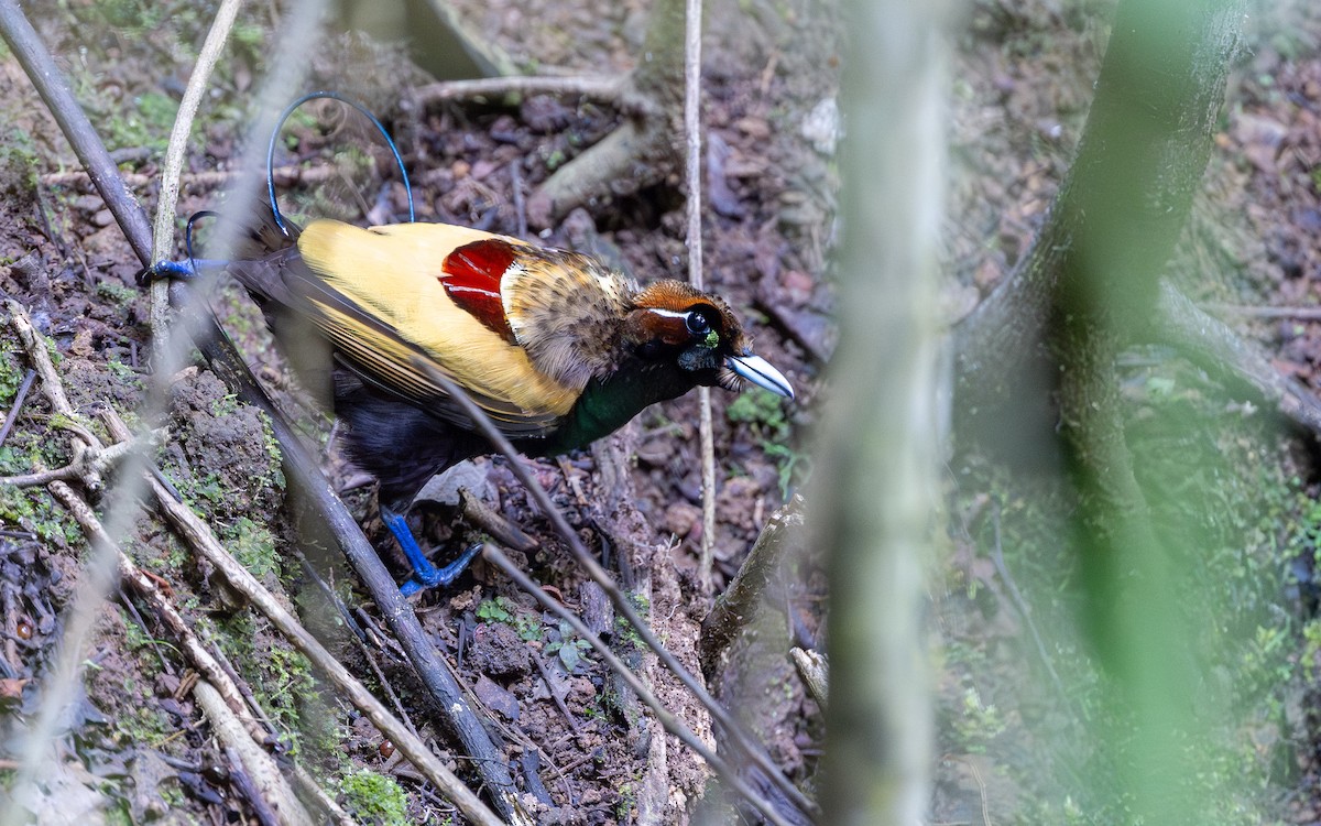Magnificent Bird-of-Paradise - ML638269383