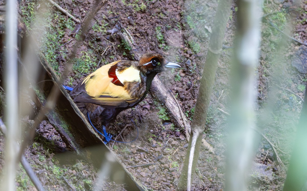 Magnificent Bird-of-Paradise - ML638269384