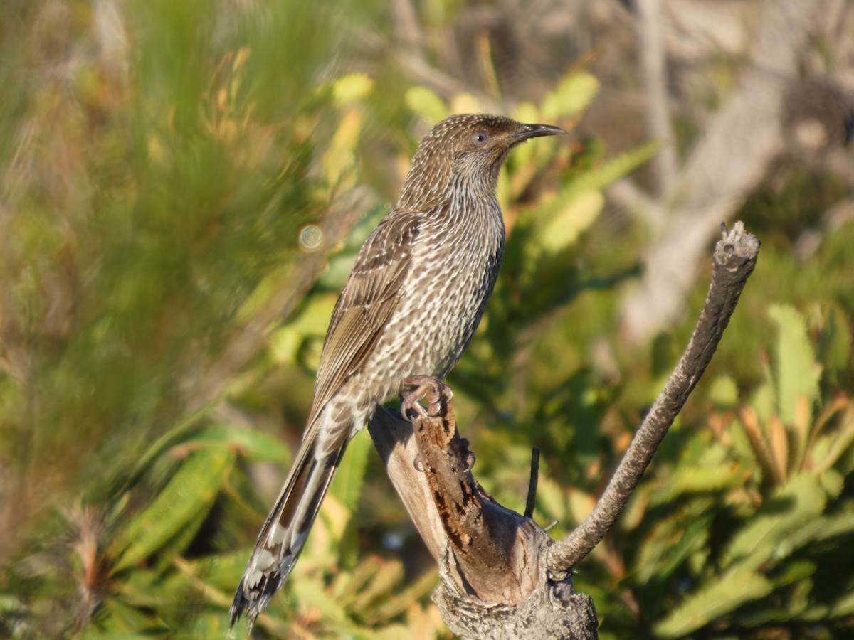 Little Wattlebird - ML638269386