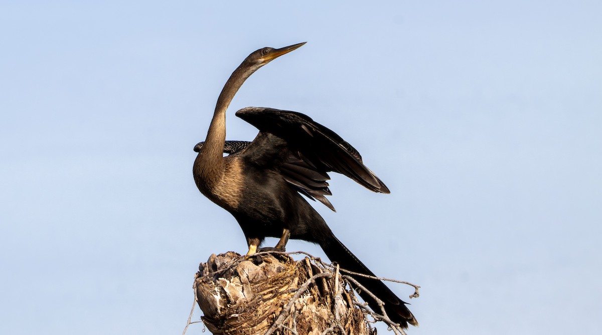 Anhinga - ML638269400