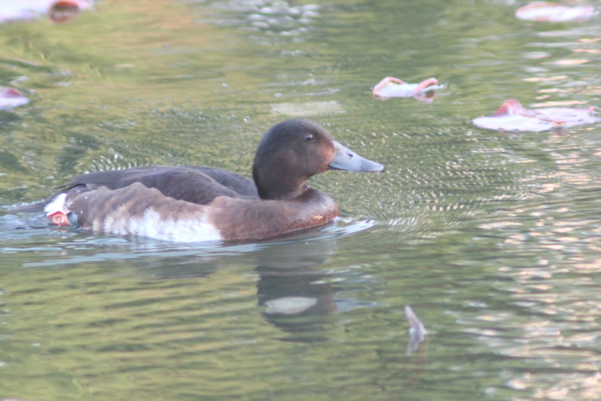 Baer's Pochard - ML638269403