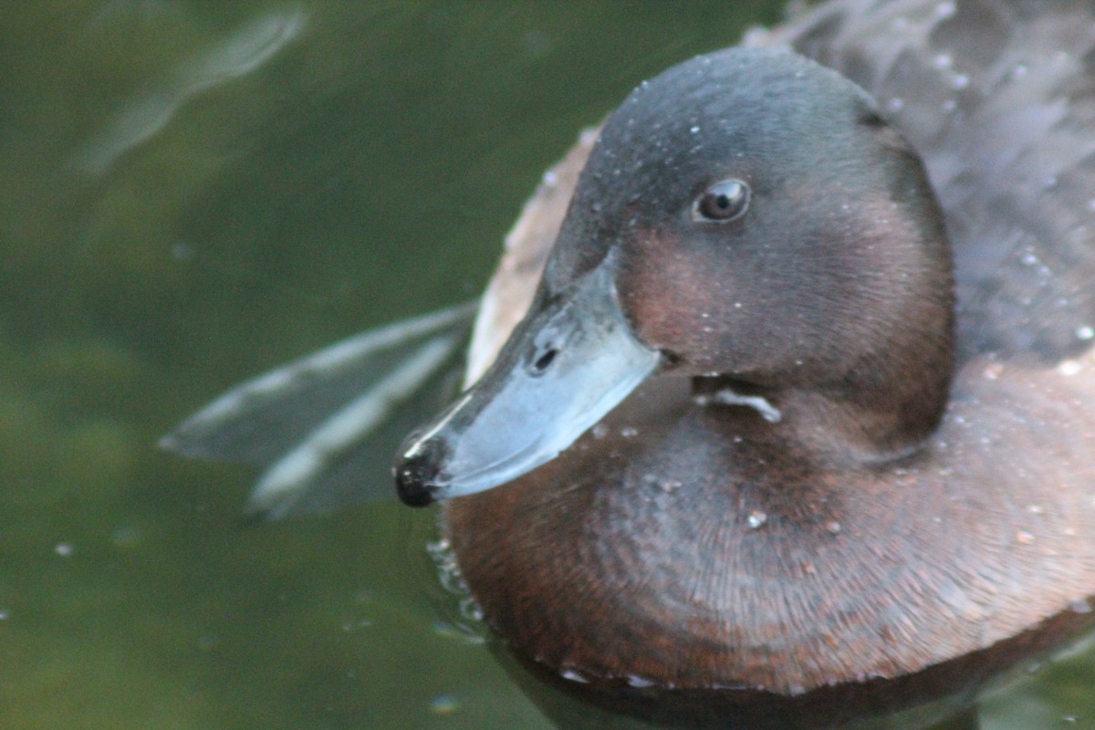Baer's Pochard - ML638269404