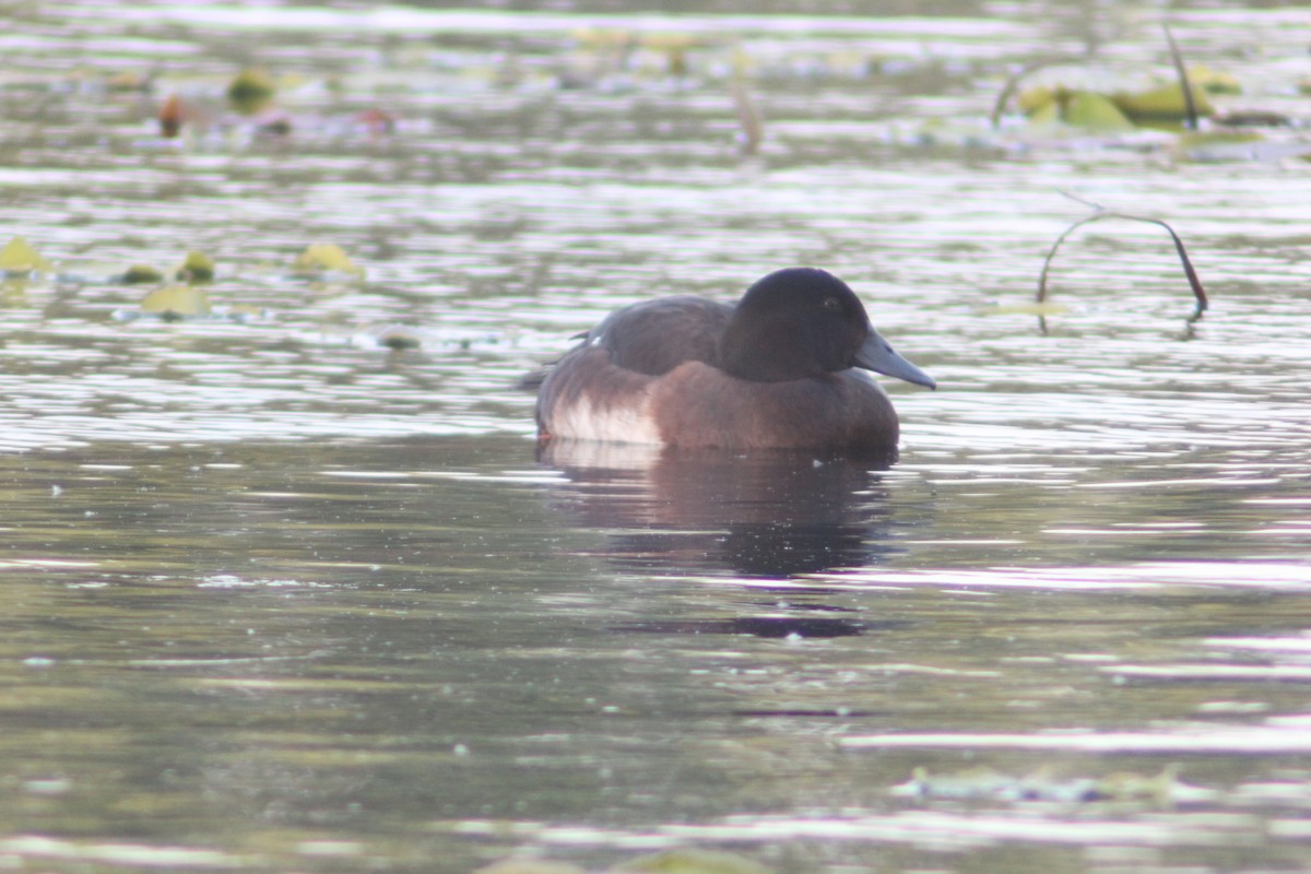 Baer's Pochard - ML638269405