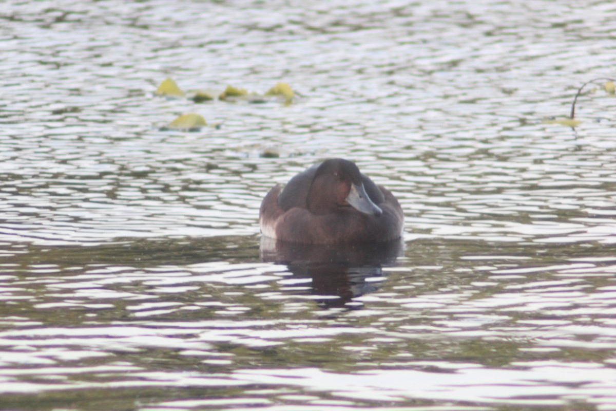 Baer's Pochard - ML638269406