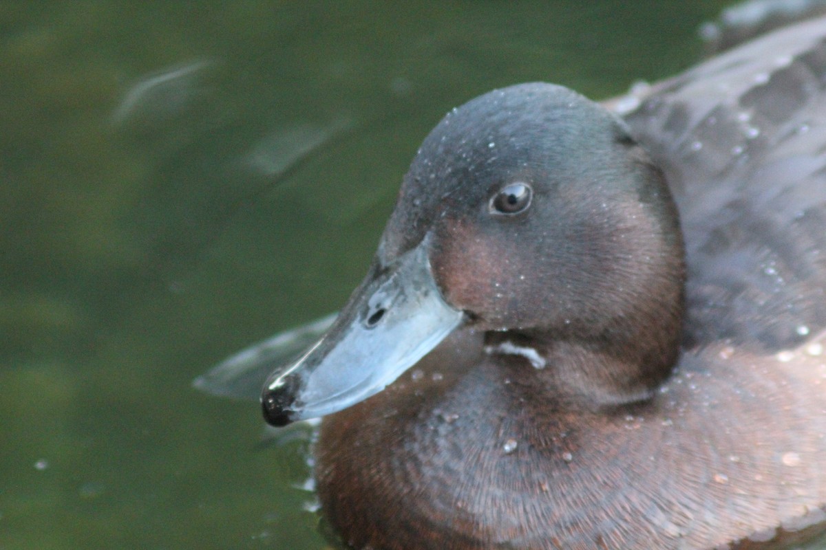 Baer's Pochard - ML638269407