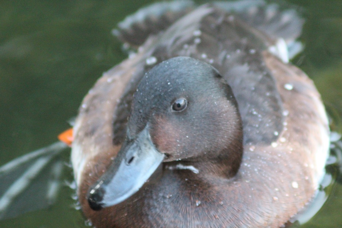 Baer's Pochard - ML638269408