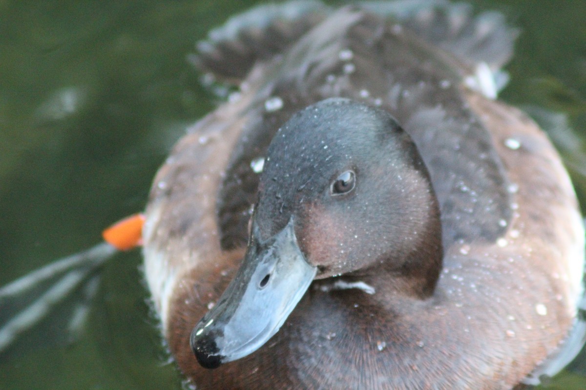Baer's Pochard - ML638269409