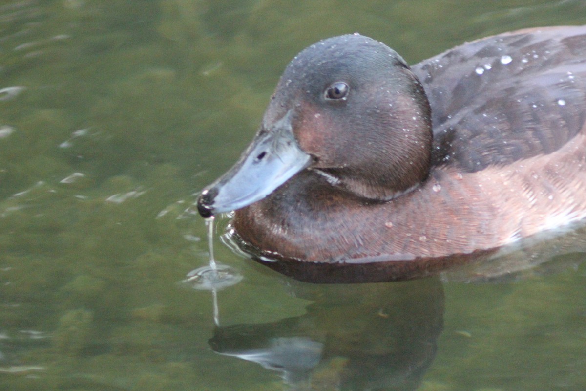 Baer's Pochard - ML638269410