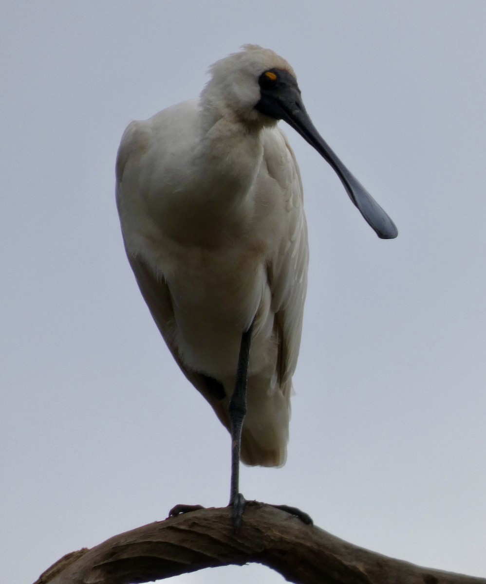 Royal Spoonbill - ML638269450
