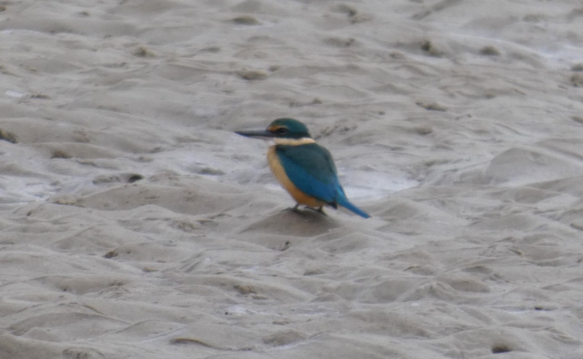 Sacred Kingfisher - ML638269452