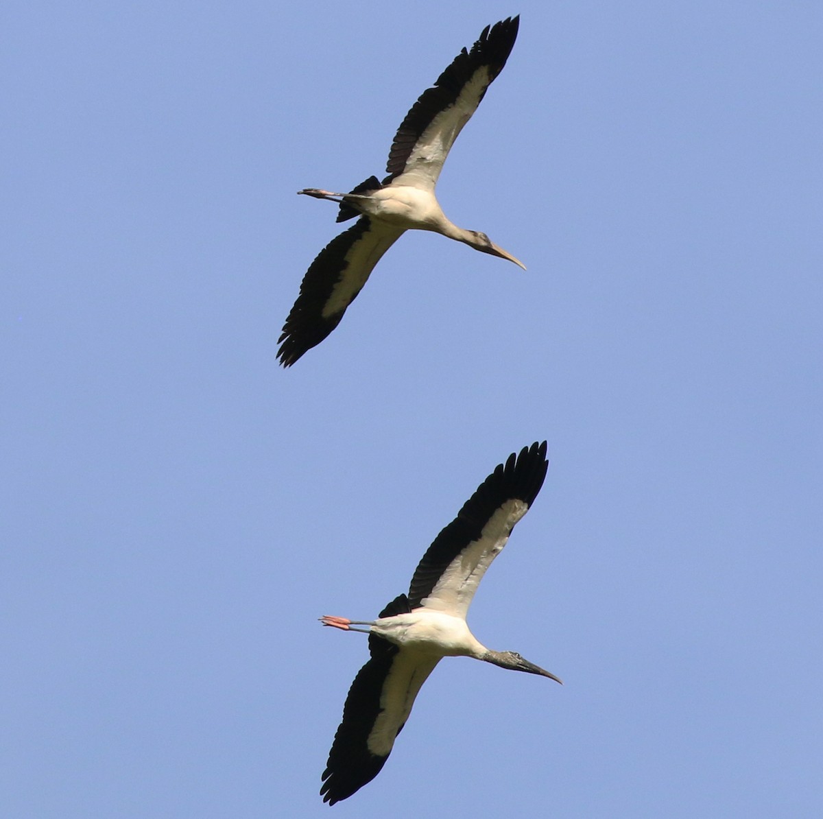 Wood Stork - ML638269508
