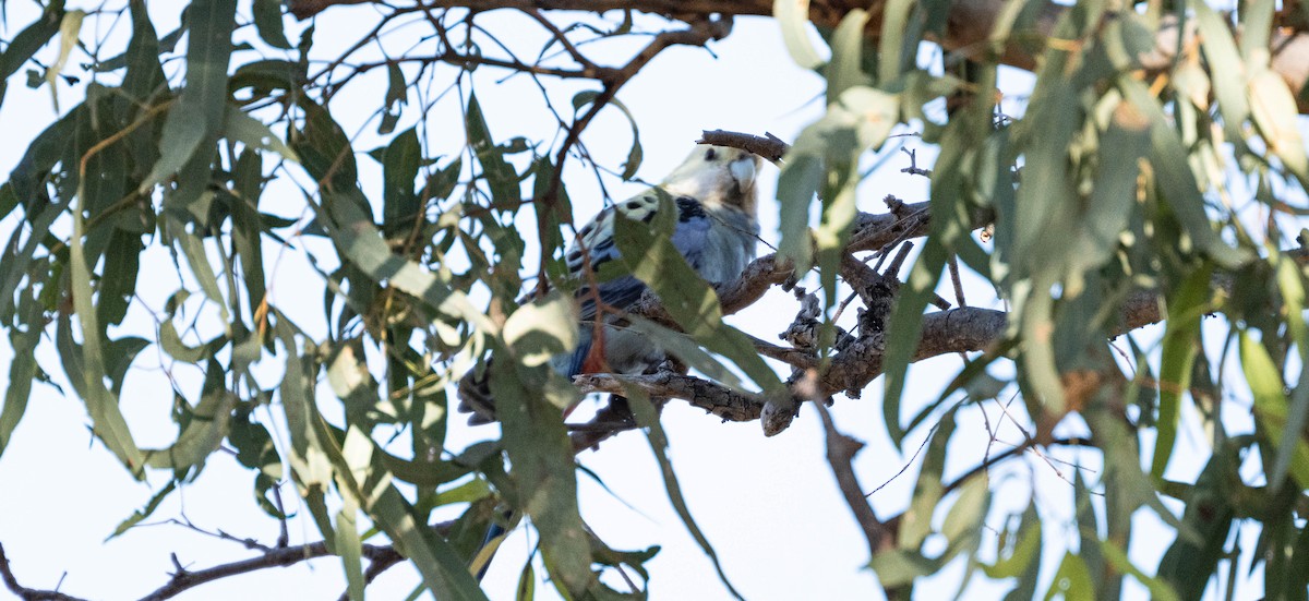 Pale-headed Rosella - ML638269514