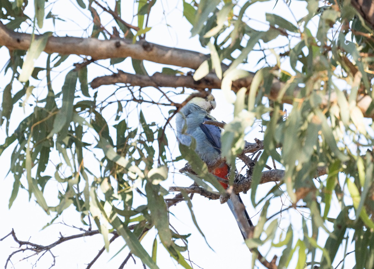 Pale-headed Rosella - ML638269515