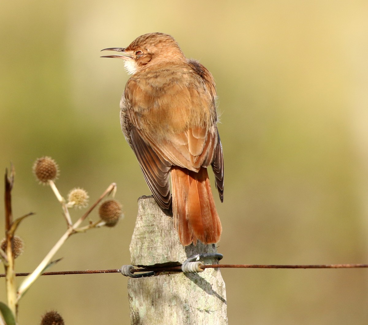 Rufous Hornero - ML638269528