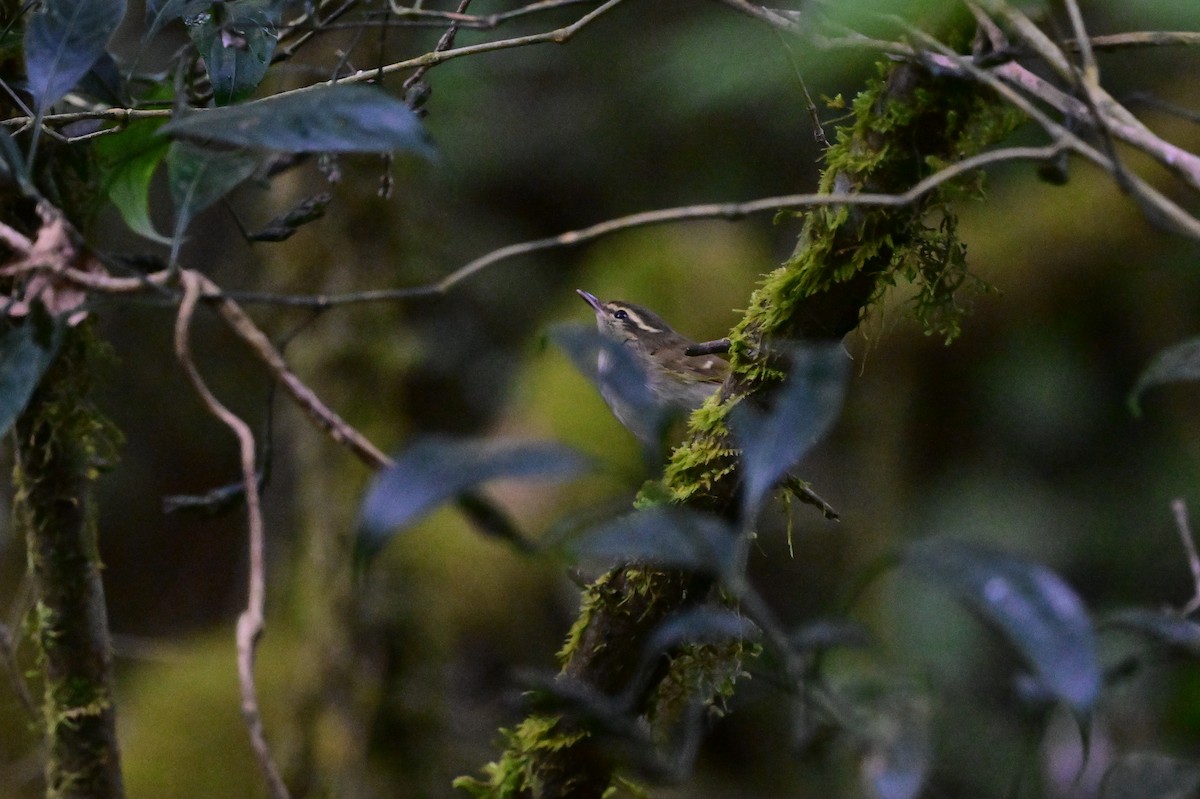 Large-billed Leaf Warbler - ML638269529