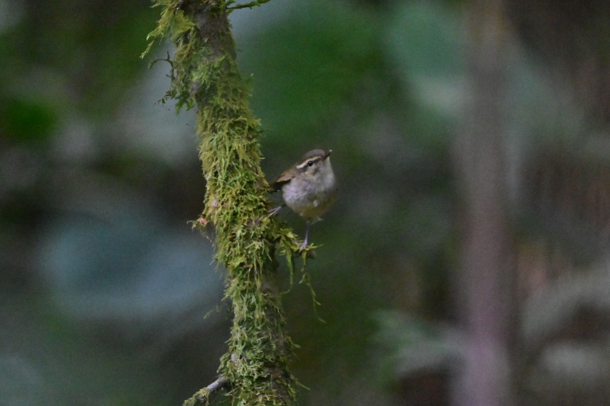 Large-billed Leaf Warbler - ML638269530