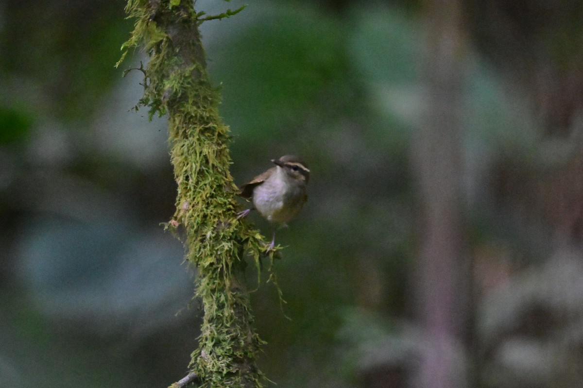 Large-billed Leaf Warbler - ML638269531