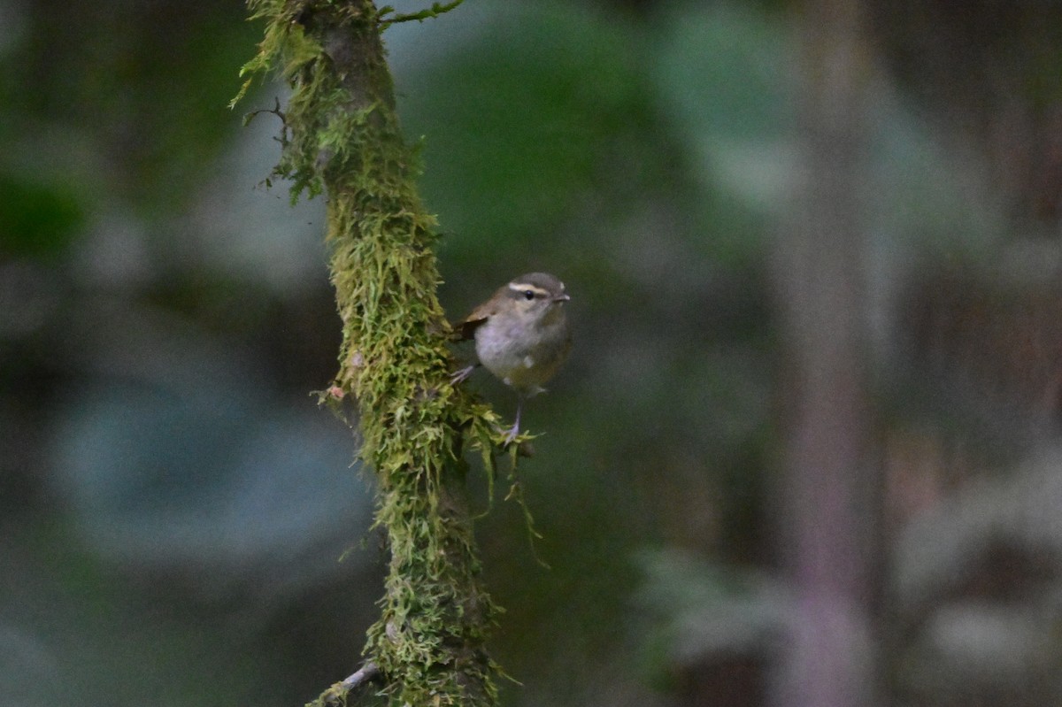 Large-billed Leaf Warbler - ML638269532