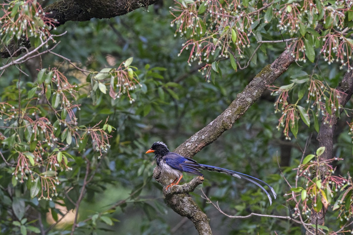 Red-billed Blue-Magpie - ML638269533