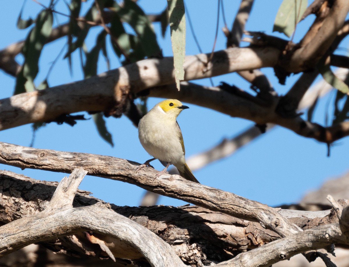 White-plumed Honeyeater - ML638269536