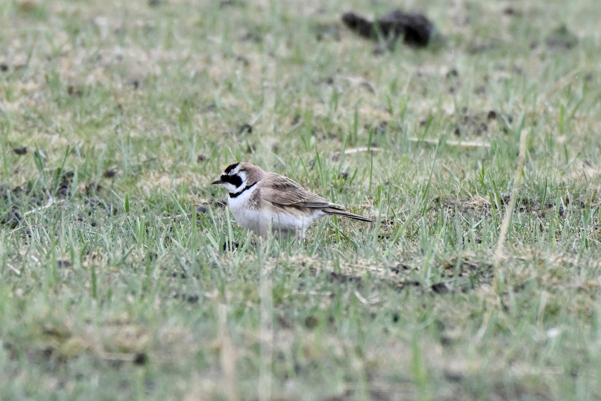ハマヒバリ（longirostris グループ） - ML638269537