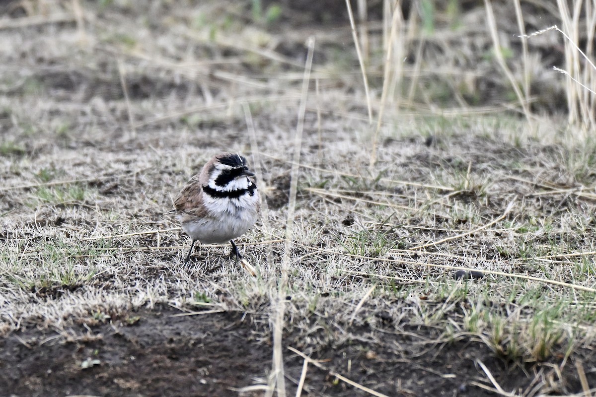 ハマヒバリ（longirostris グループ） - ML638269539
