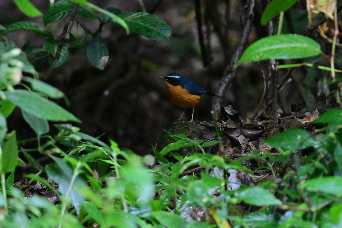 Indian Blue Robin - ML638269540