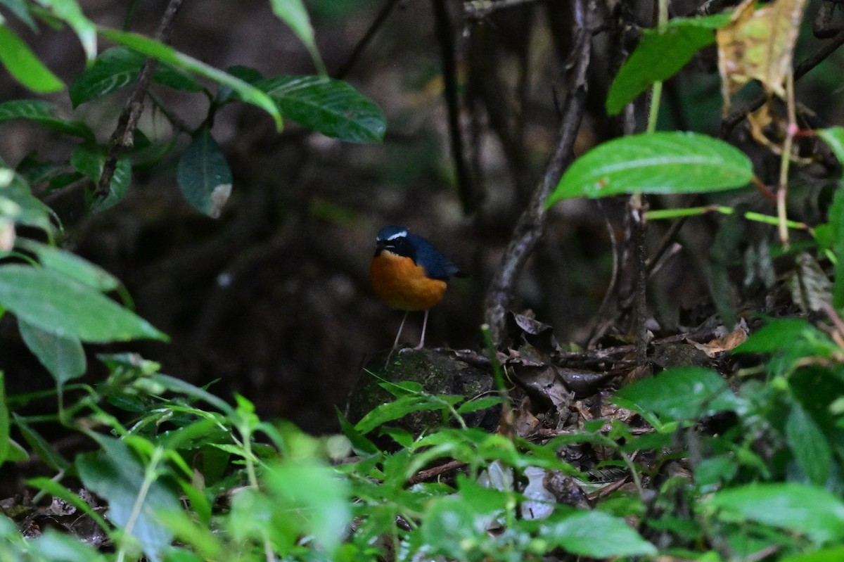 Indian Blue Robin - ML638269541