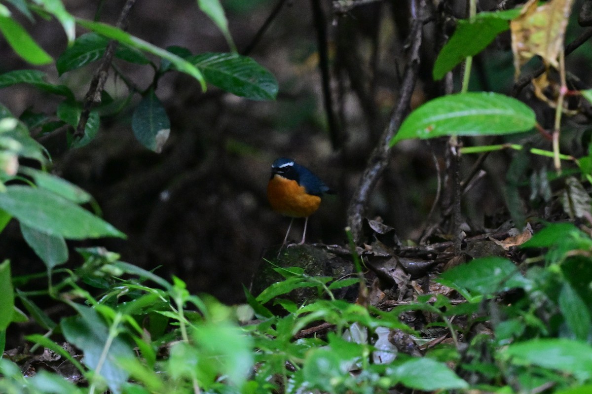 Indian Blue Robin - ML638269542